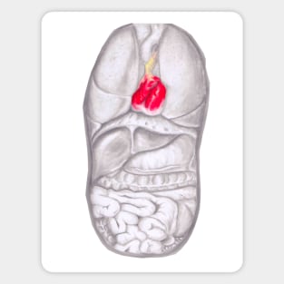 Anatomy Magnet